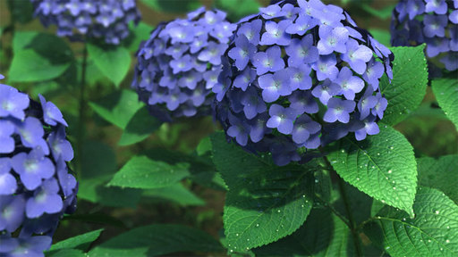紫陽花を仕上げてみる。